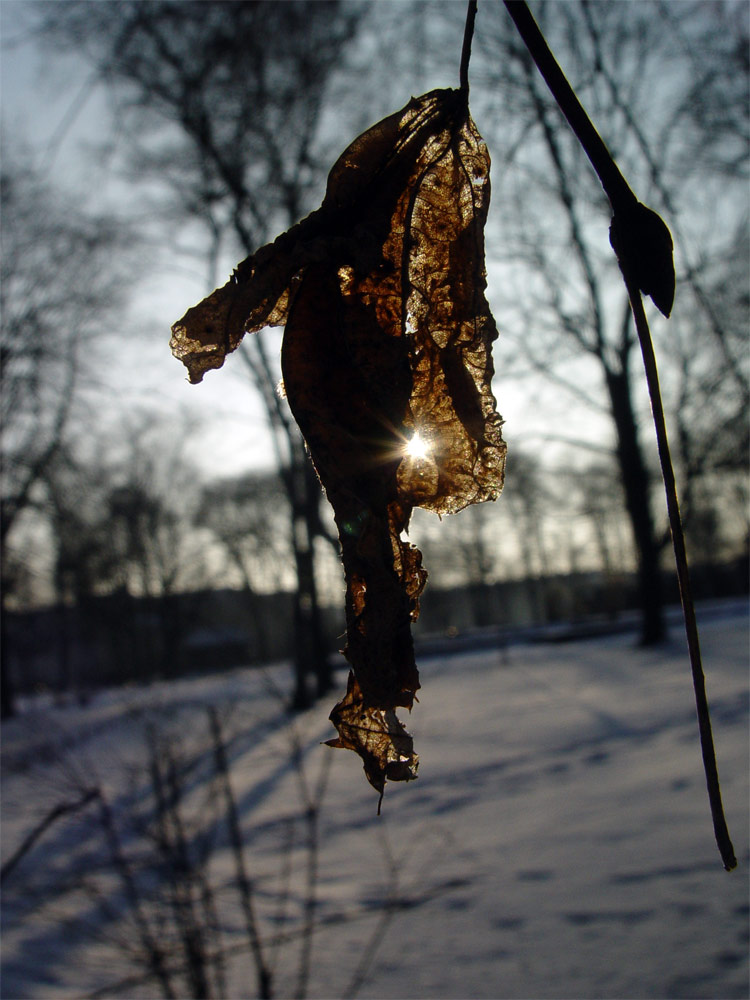 winterlichtblick