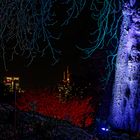 Winterlichter 2018/2019 im Palmengarten Frankfurt - Beleuchteter Baum vor den Lichten der Großstadt