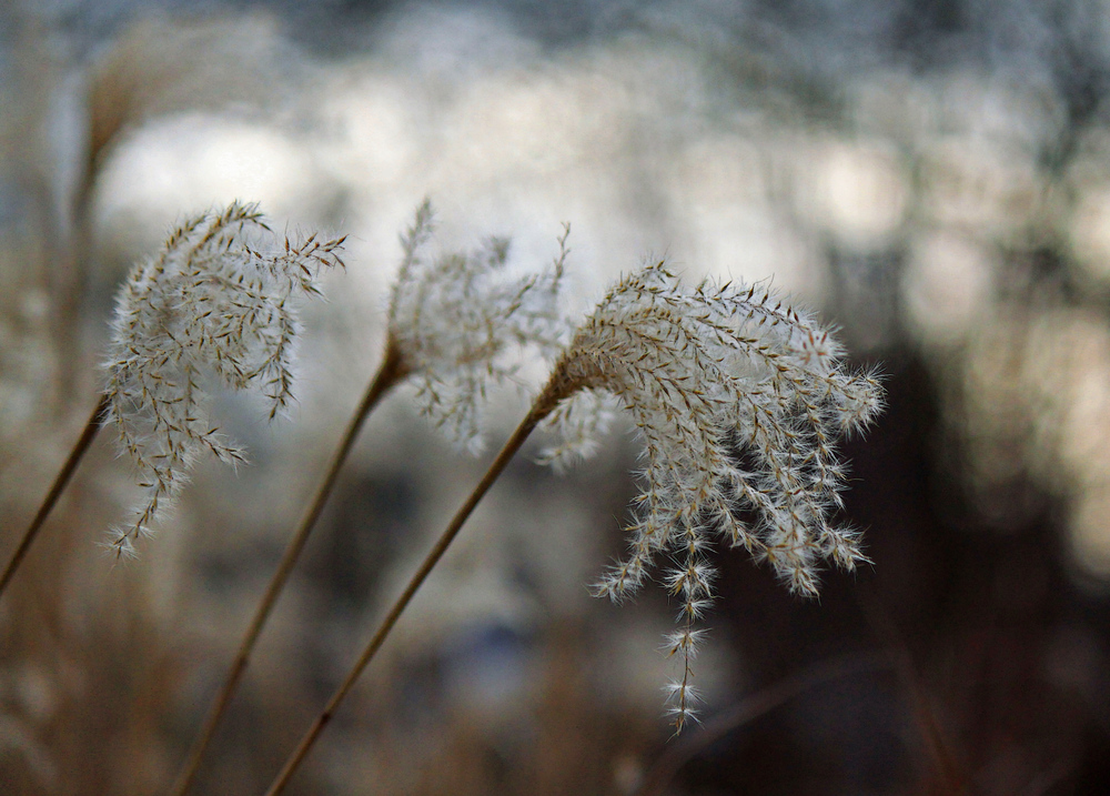 Winterlichter