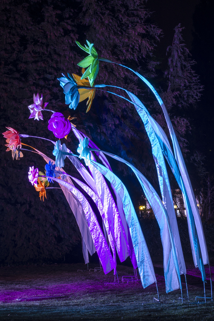 Winterlichter im Palmengarten 