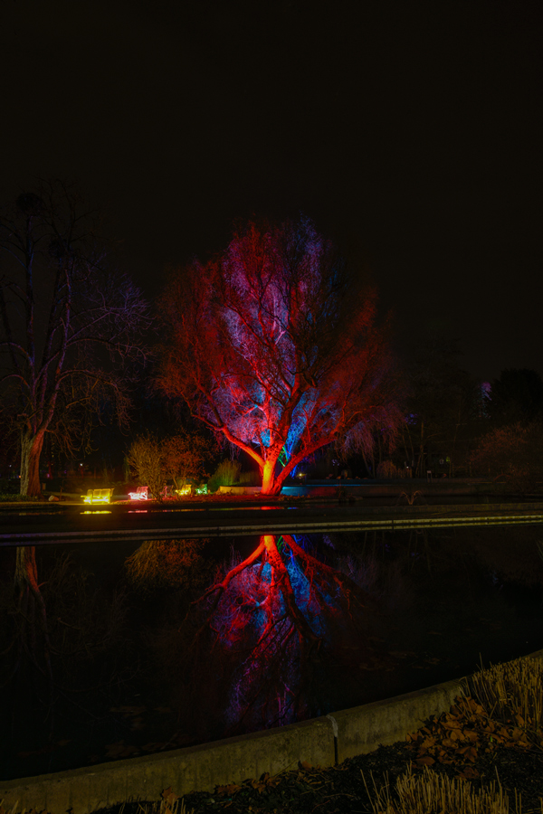 Winterlichter Luisenpark Mannheim - Spiegelung