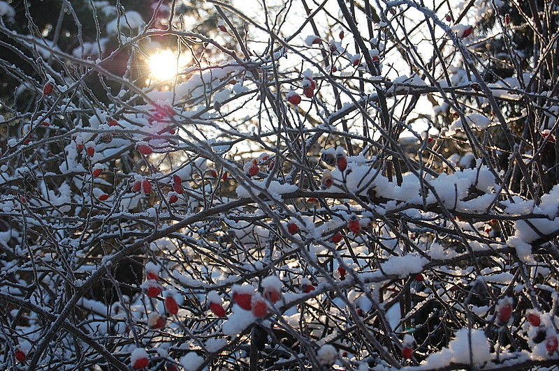 winterlichtgewusel