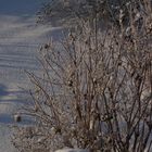 Winter_LichtundSchatten-2