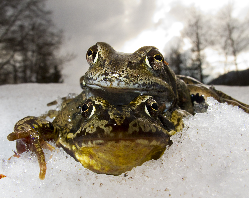 Winterliebe