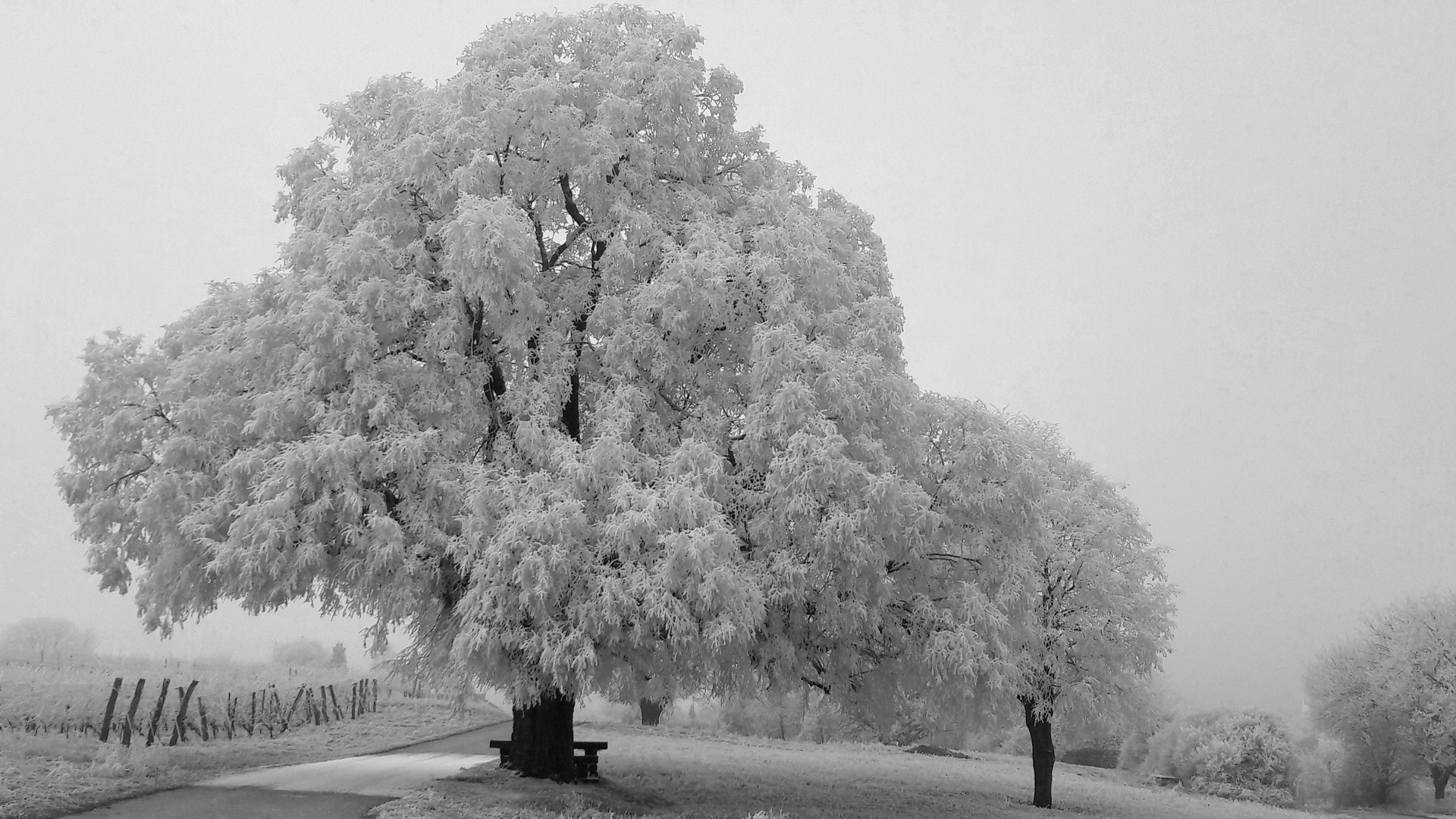 Winterlinde