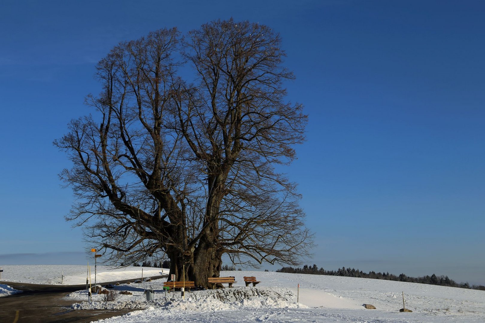 Winterlinde ...