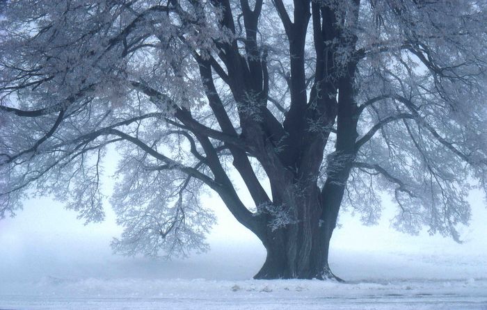 Winterlinde bei Dettingen