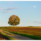 Winterlinde bei Scheuerfeld im Herbst