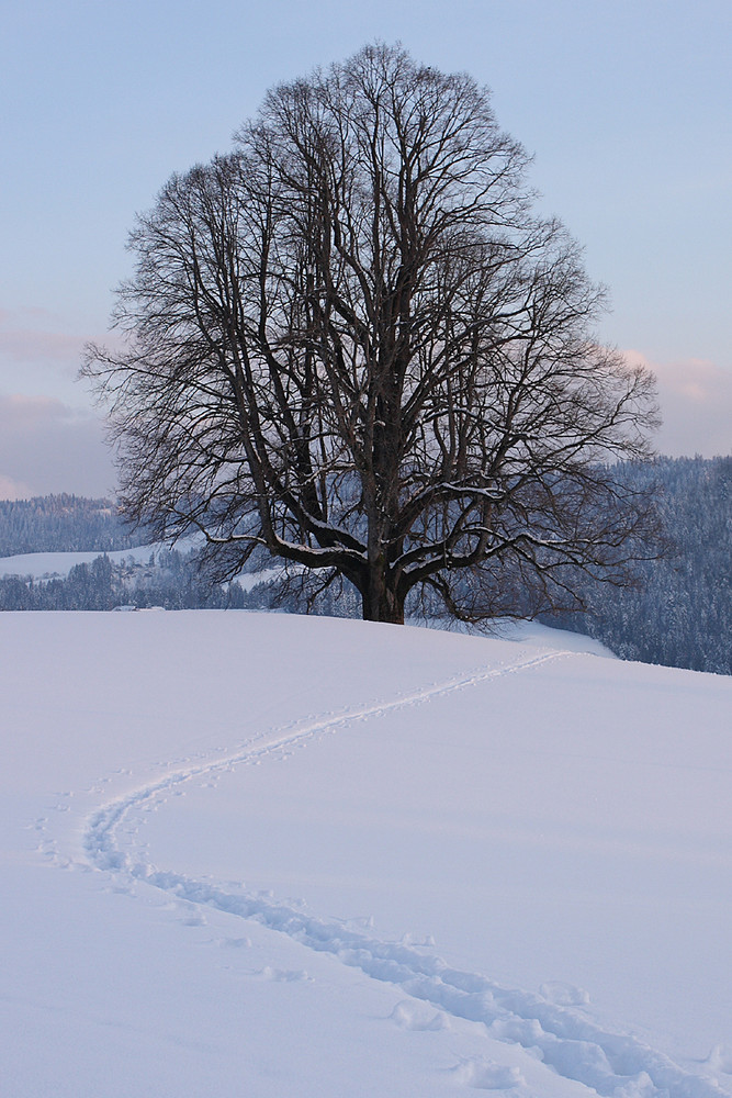 Winterlinde