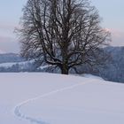 Winterlinde