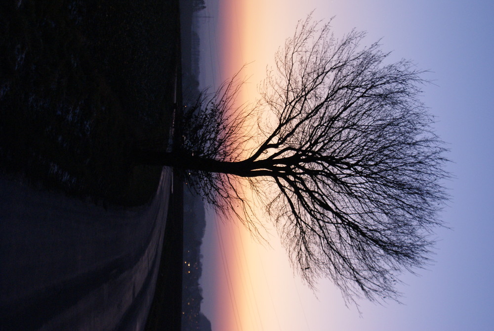 Winterlinde im Gegenlicht