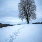 Winterlinde (Tilia cordata)