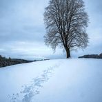 Winterlinde (Tilia cordata)