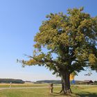 Winterlinde vor Scharrenstetten