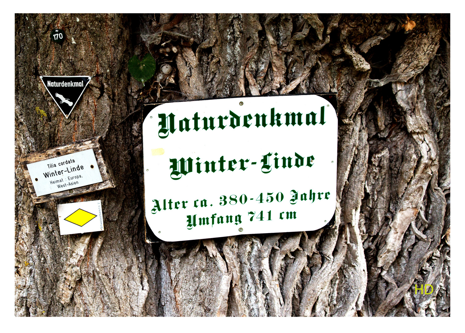 Winterlinden-Naturdenkmal 