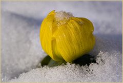 Winterling , bei minus 6 Grad überlebt !