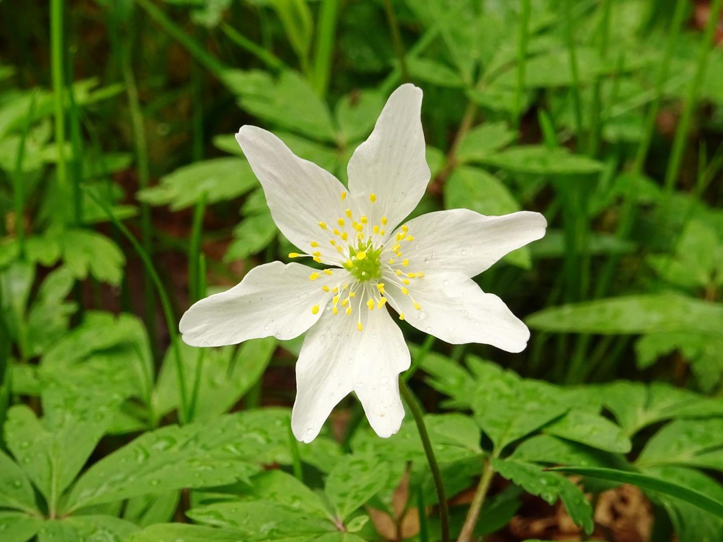 Winterling Blüte