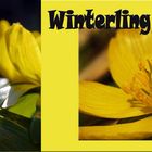 Winterling Collage
