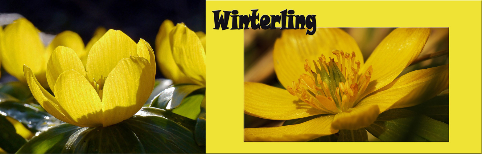 Winterling Collage