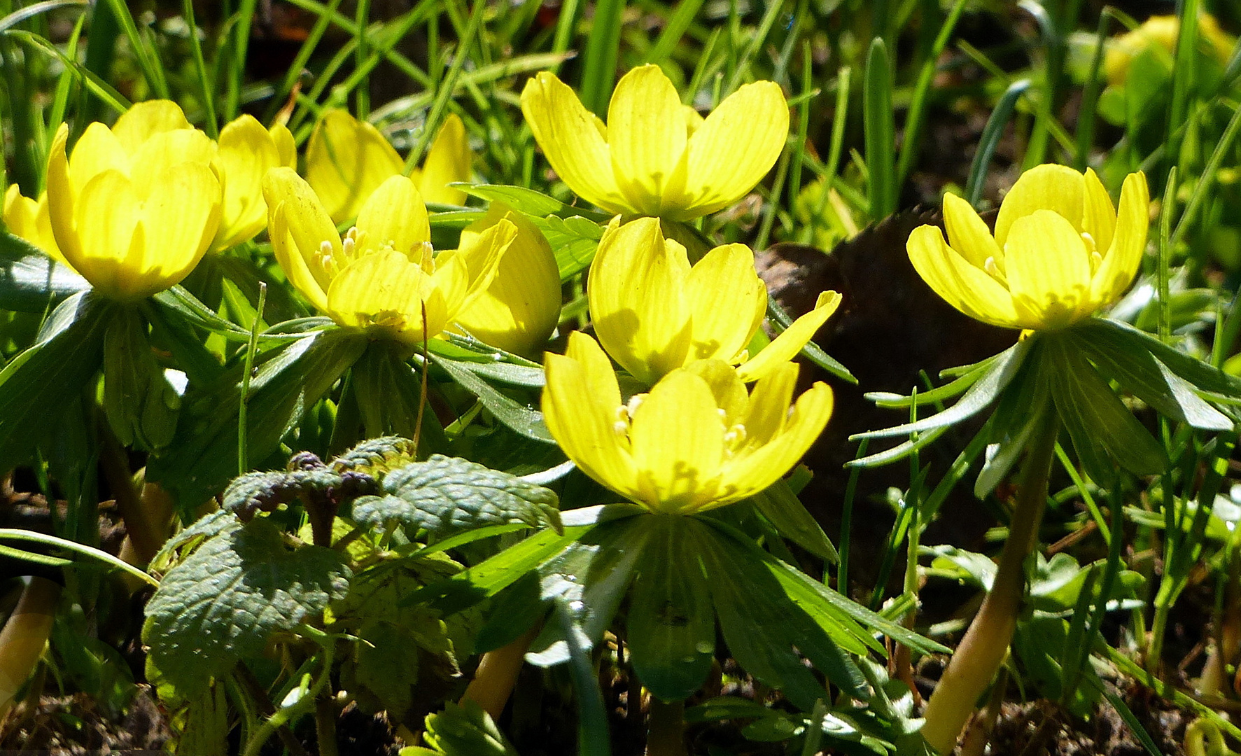 Winterling (Eranthis)