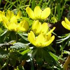 Winterling (Eranthis)