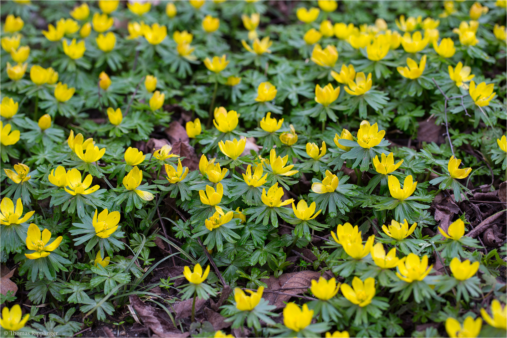 Winterling (Eranthis hyemalis)