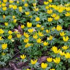 Winterling (Eranthis hyemalis)