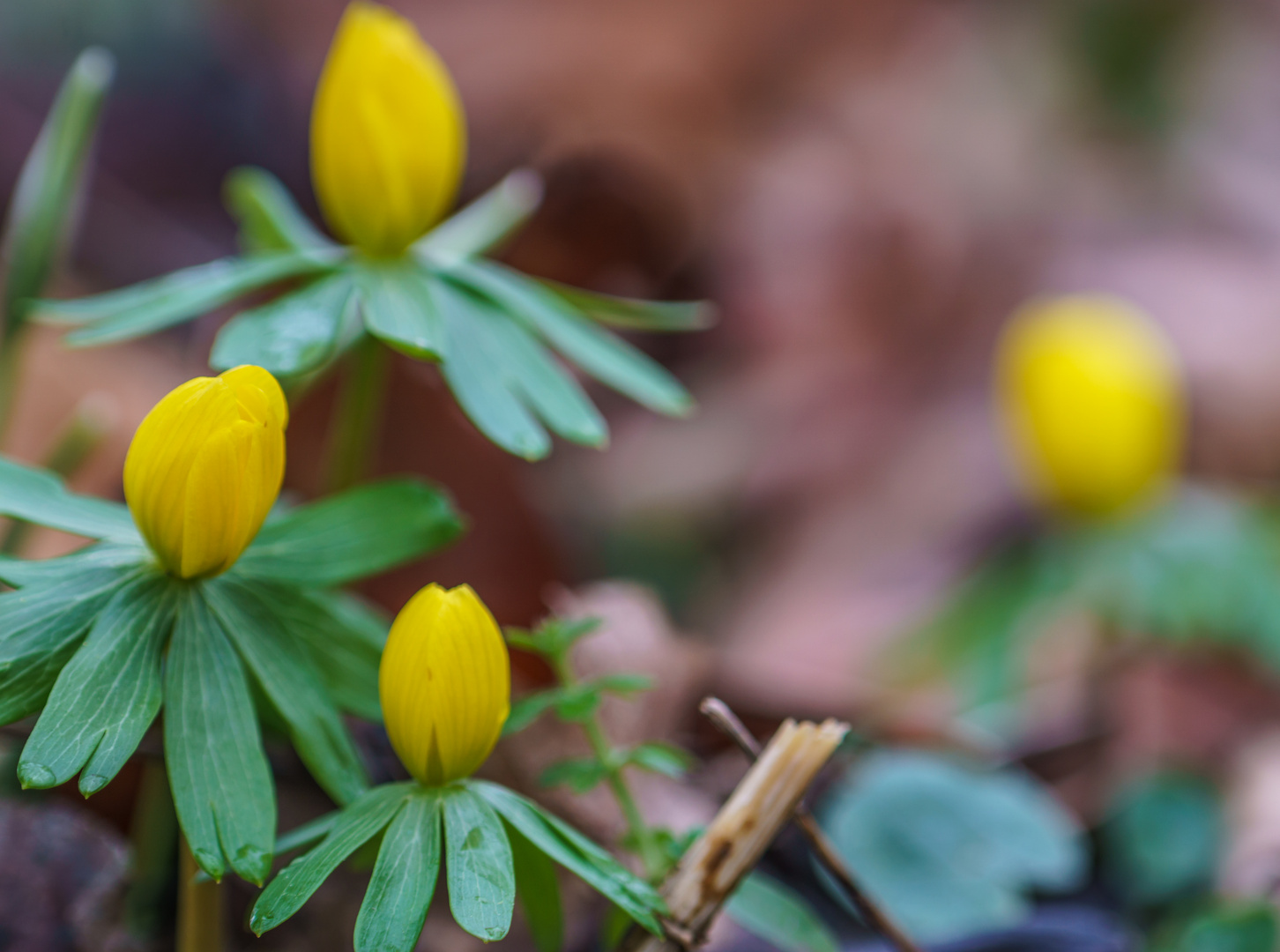 Winterling ( Eranthis hyemalis )