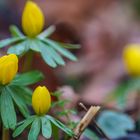 Winterling ( Eranthis hyemalis )