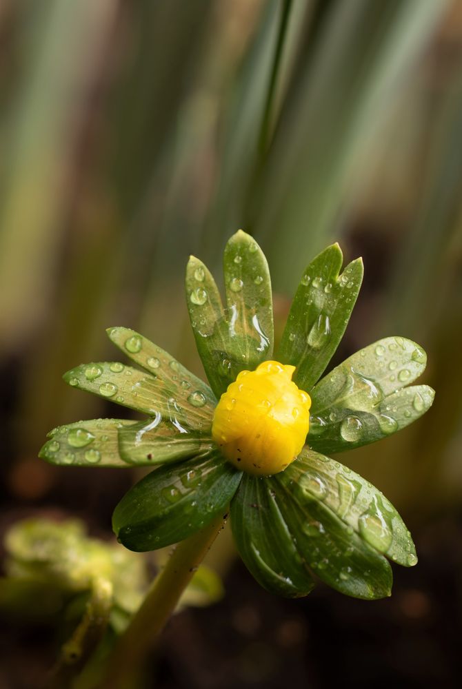 Winterling  (Eranthis hyemalis)