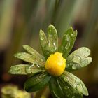 Winterling  (Eranthis hyemalis)