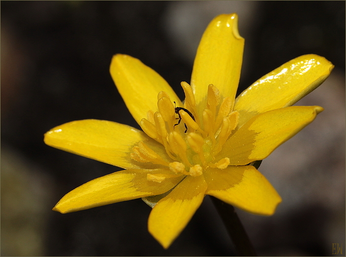 Winterling (Eranthis hyemalis)...