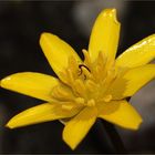 Winterling (Eranthis hyemalis)...