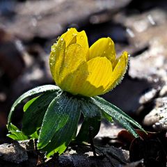 Winterling (Eranthis hyemalis)