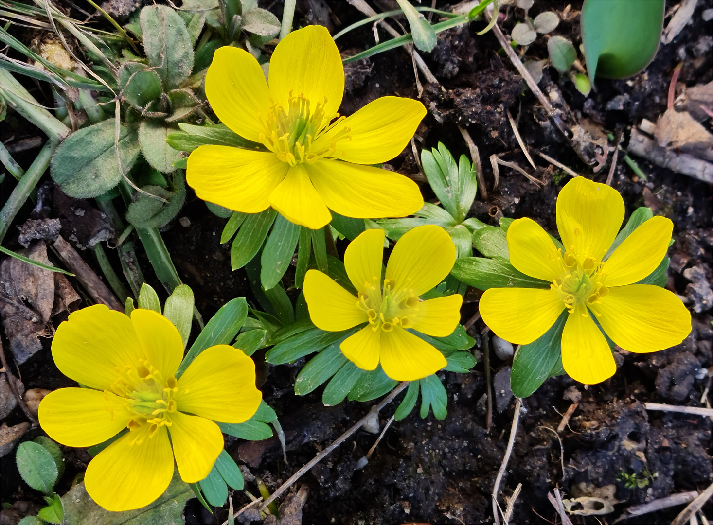 Winterling (Eranthis hyemalis)