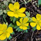 Winterling (Eranthis hyemalis)