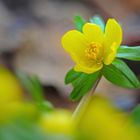 Winterling (Eranthis hyemalis)