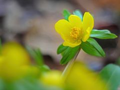 Winterling (Eranthis hyemalis)