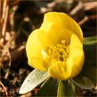 Winterling (Eranthis hyemalis)