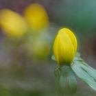 Winterling (Eranthis hyemalis)