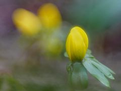 Winterling (Eranthis hyemalis)