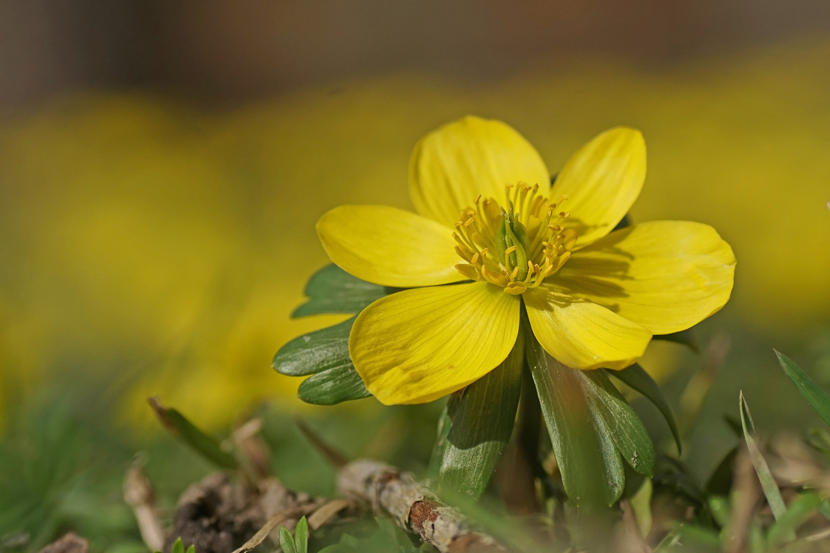 Winterling (Eranthis hyemalis)