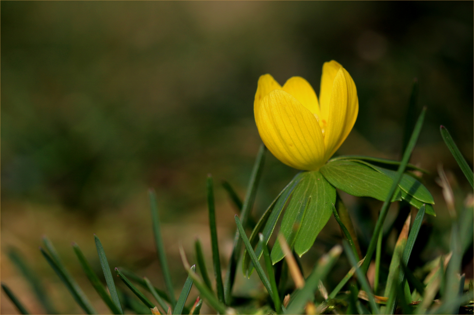 Winterling (Eranthis hyemalis).