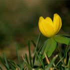 Winterling (Eranthis hyemalis).