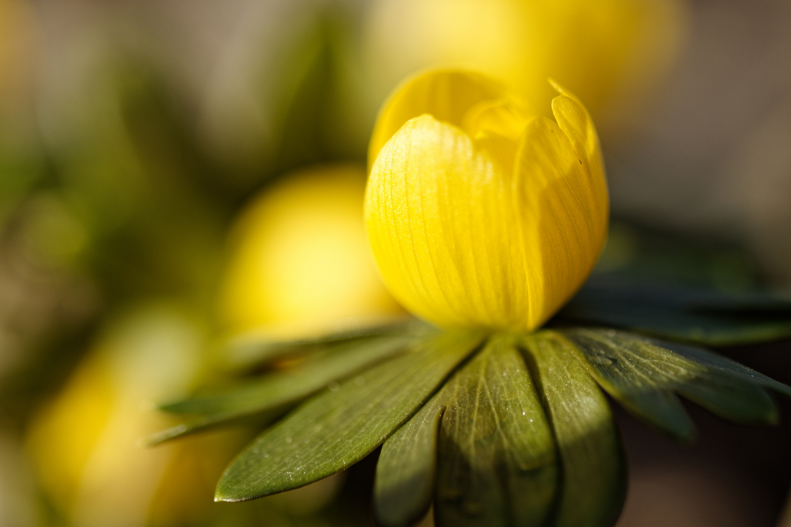 Winterling (Eranthis hyemalis)