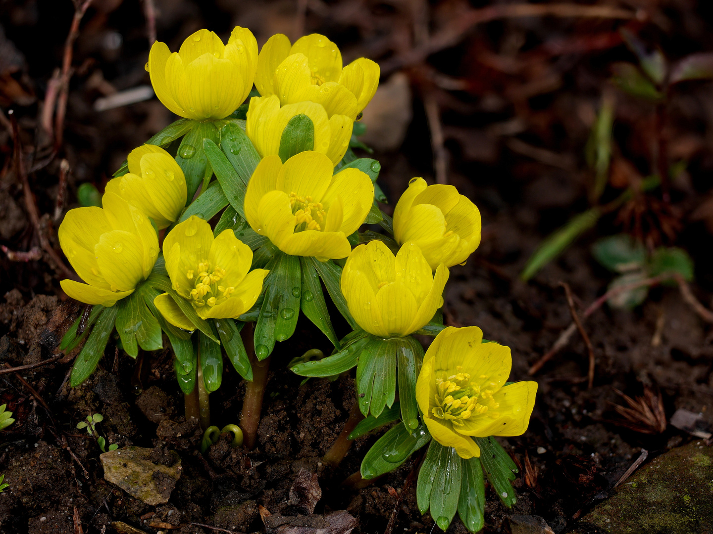 Winterling (Eranthis hyemalis)