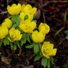 Winterling (Eranthis hyemalis)