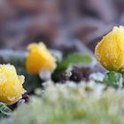 Winterling (Eranthis hyemalis)