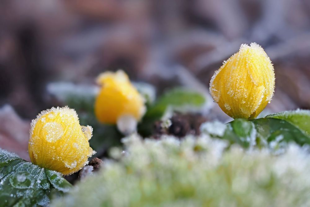 Winterling (Eranthis hyemalis)