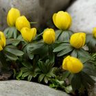 Winterling (Eranthis hyemalis)